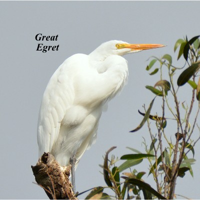 Great Egret